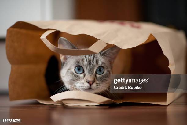 cats and bags - cat with blue eyes stock pictures, royalty-free photos & images