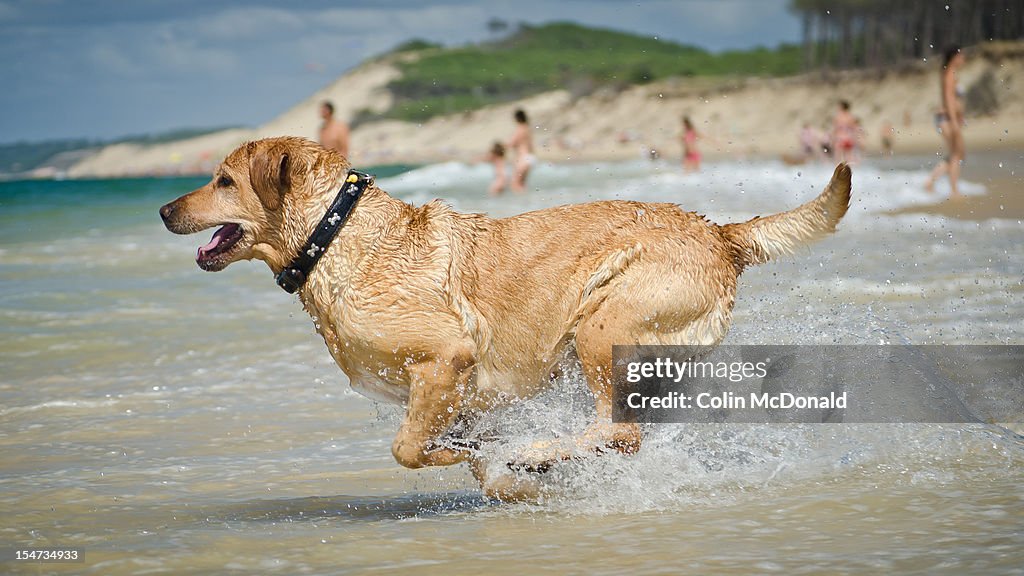 Dog chasing through beach surf