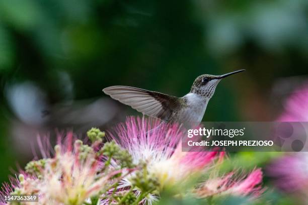 Ruby-throated hummingbird flies over a mimosa tree in Saugus, Massachusetts, on July 22, 2023.