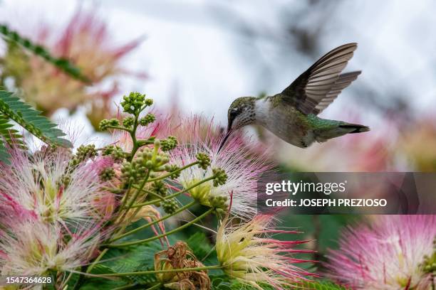 Ruby-throated hummingbird sips nectar from a mimosa tree in Saugus, Massachusetts, on July 22, 2023.