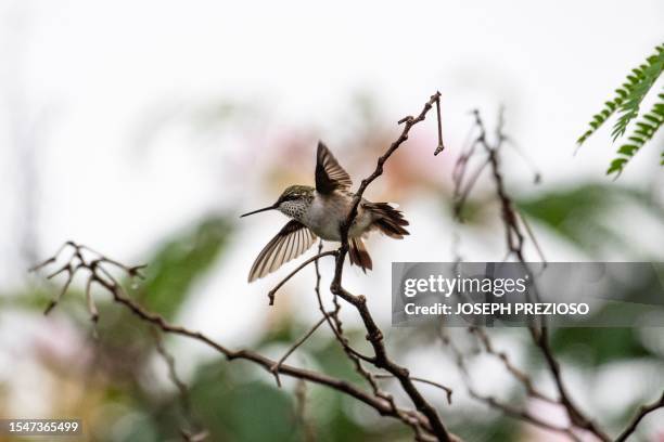 Ruby-throated hummingbird flies over a mimosa tree in Saugus, Massachusetts, on July 22, 2023.