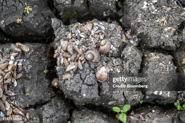 Snail shells in a dried lake bed at the Paso Severino reservoir during a drought in Florida, Uruguay, on Friday, July 21, 2023. Paso Severino, the...