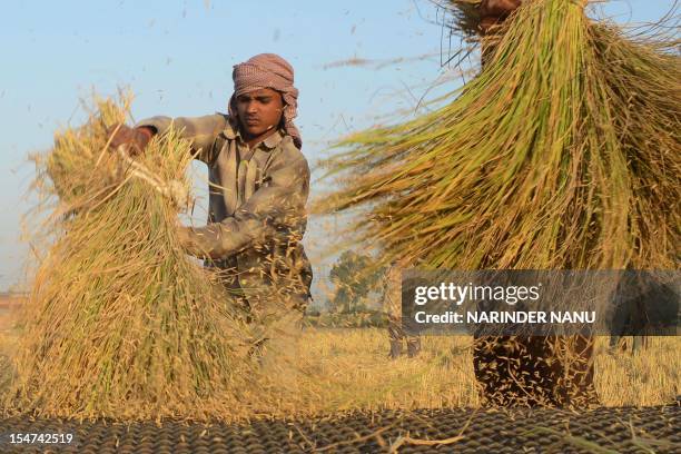 Indian labourers thresh rice in a field in Attari village some 30 Kms from Amritsar on October 25, 2012. The Indian state of Punjab is the country's...