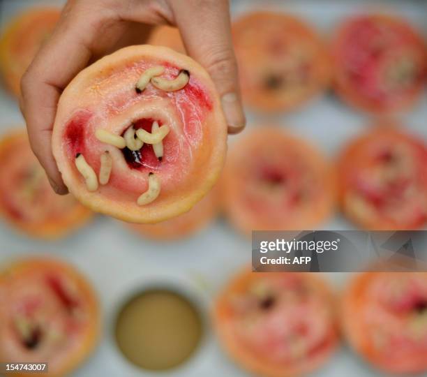 Woman holds a cupcake depicting maggot therapy at the 'Eat Your Heart Out 2012' cake shop in the Pathology Museum in London on October 25, 2012. The...