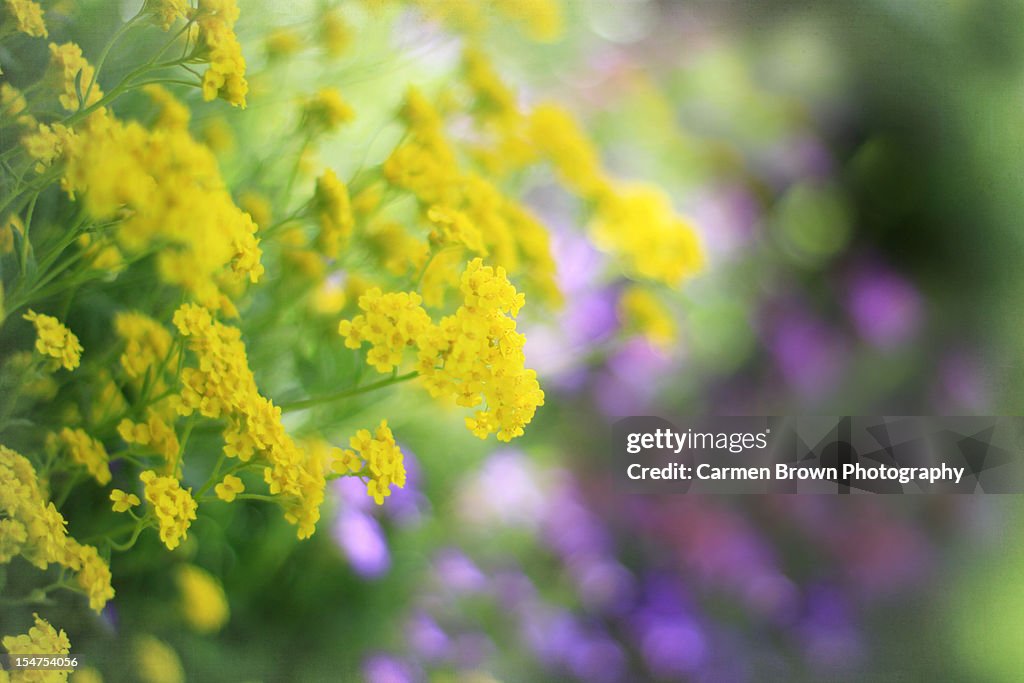 Yellow flowers