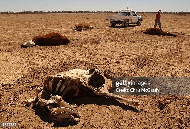 Andrew Gartner tows a dead a cow after it was put down at Teryanynia Station on October 21, 2002 in Wilcannia, New South Wales, Australia. Inland...