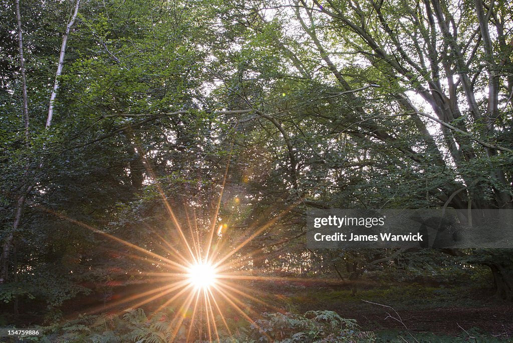Morning sun bursting through beech woods