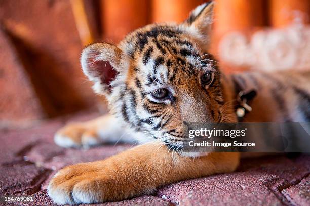 a captive baby tiger in playa del carmen, quintana roo, mexico - tiger cub stockfoto's en -beelden