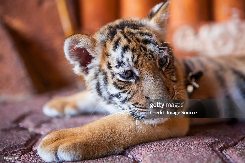 A Captive Baby Tiger In Playa Del Carmen Quintana Roo Mexico High-Res Stock  Photo - Getty Images