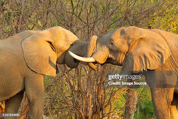 african elephant bulls greeting each other by putting trunks in mouths, mana pools, zimbabwe - animal trunk stock pictures, royalty-free photos & images