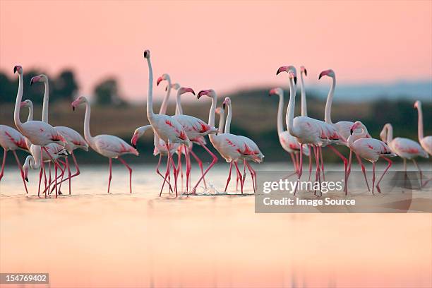 greater flamingos (phoenicopterus roseus), oristano, sardinia - flamingo fotografías e imágenes de stock