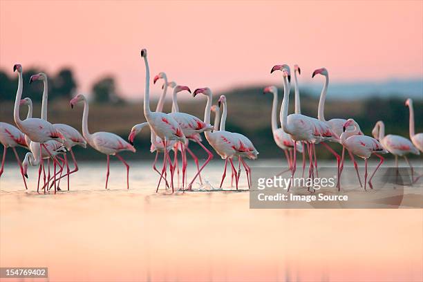 greater flamingos (phoenicopterus roseus), oristano, sardinia - flamingos stock pictures, royalty-free photos & images
