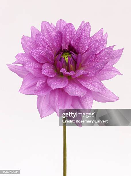 purple orchid in close-up with water drops. - orchid flower stockfoto's en -beelden