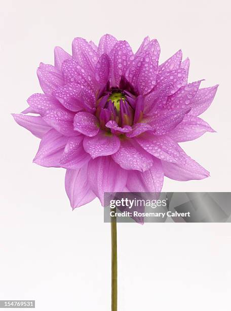 purple orchid in close-up with water drops. - purple petal stock pictures, royalty-free photos & images