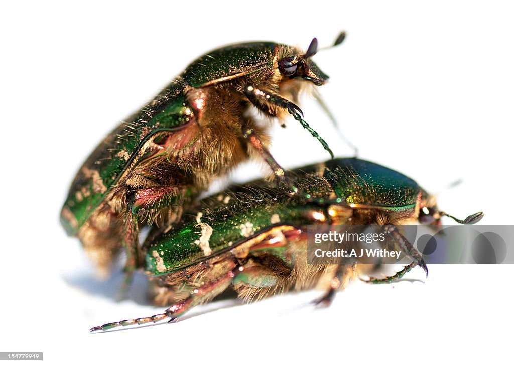 Beetle love