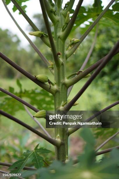 flower papaya tree - albero di papaya foto e immagini stock