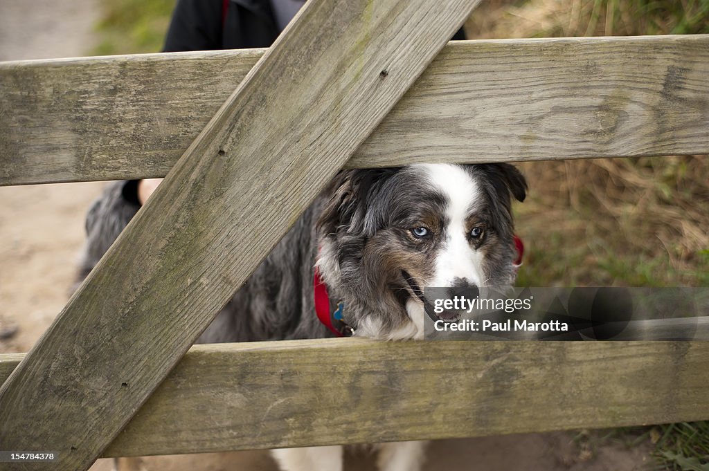 Australian Shepherd Dog at Fence