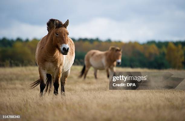 Two Przewalski horses graze in the Schorfheide nature reserve in Gross Schoenbeck, eastern Germany, on October 25, 2012. The Przewalski horse is a...