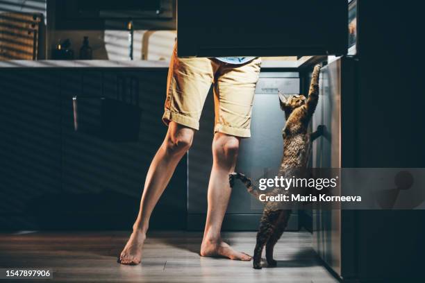 midnight snack, women and cute curious cat looking into fridge. - midnight stock pictures, royalty-free photos & images