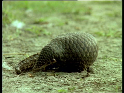 Pangolin Videos and HD Footage - Getty Images