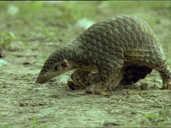 Pangolin Videos and HD Footage - Getty Images Pangolin Videos and HD Footage - Getty Images