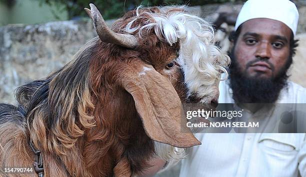 Indian muslim Mohammed Kaleem sits next to a 10 month old Kashmiri goat named Lucky as he waits for customers at a makeshift livestock market in...