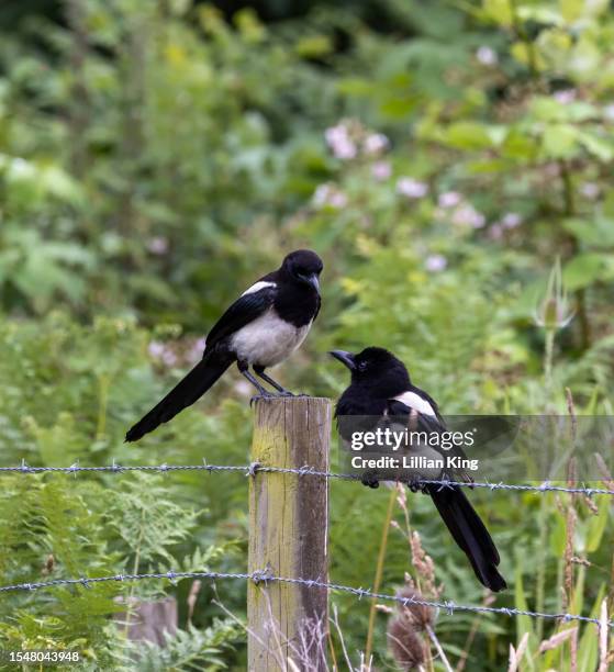magpie, juveniles - ekster stockfoto's en -beelden