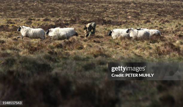 Sheep run pass a British soldier packing his parachute after jumping from a C130 Hercules during the 16 Air Assault Brigade Exercise Joint Warrior at...