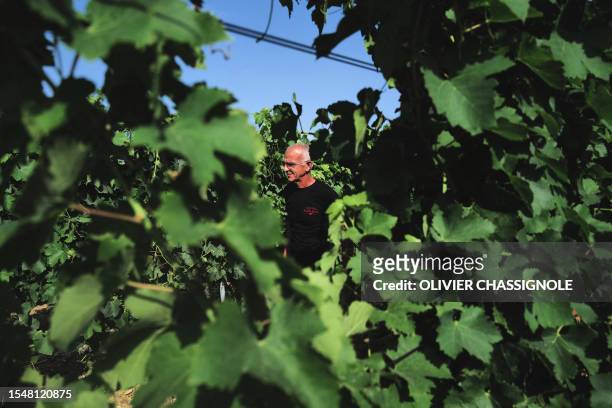 Pascal Jaume walks through vines at his winery in Vinsobres, in the wine-growing area of the Rhone Valley, south eastern France, on July 18, 2023. On...