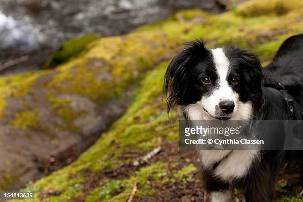 black and white dog on a hike - cynthia classen 個照片及圖片檔