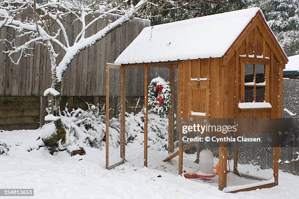 backyard chicken coop in the snow - cynthia classen ストックフォトと画像