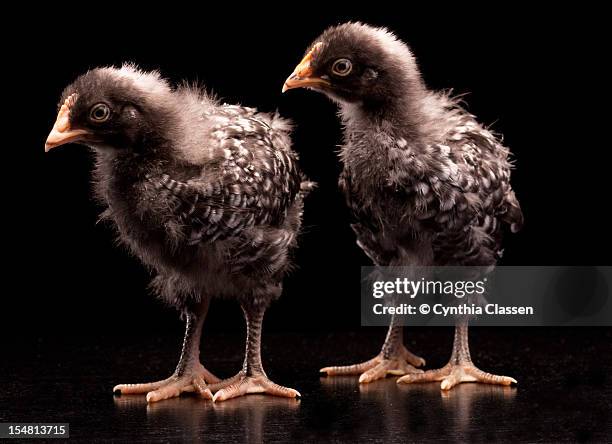 two barred rock chicks - cynthia classen ストックフォトと画像