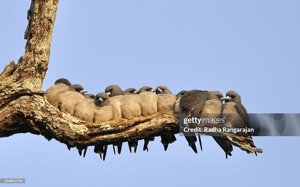 Ashy Woodswallow