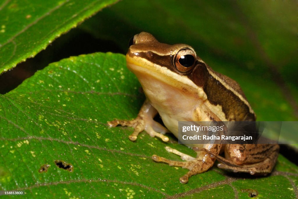 Golden Frog