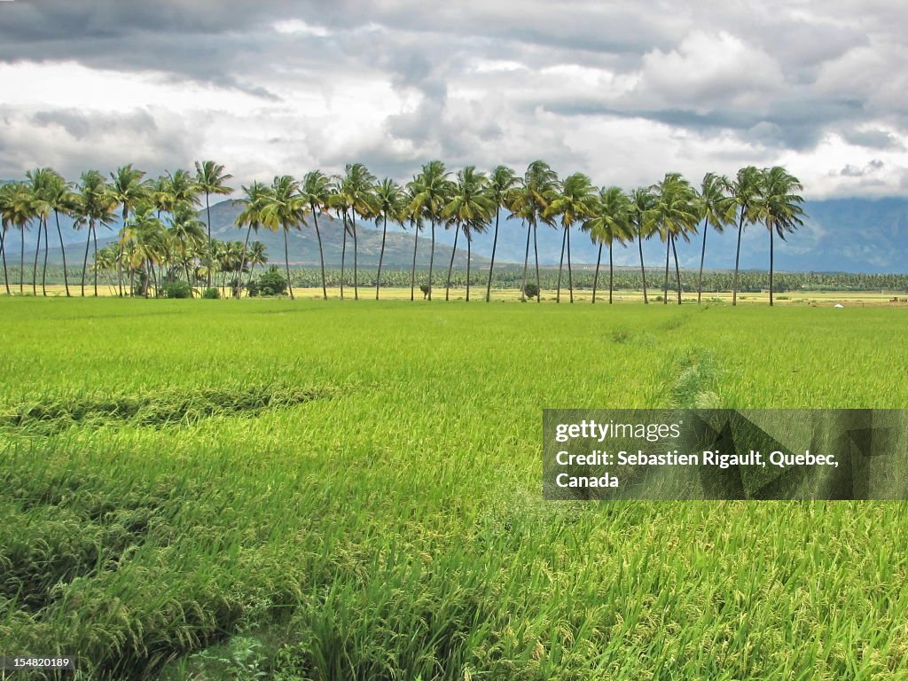 Rice Field In Tamil Nadu India High-Res Stock Photo - Getty Images