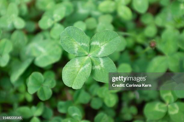 four-leaf clover (trifolium repens) - 4 leaf clover ストックフォトと画像
