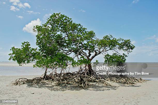mangrove tree - port douglas stock pictures, royalty-free photos & images