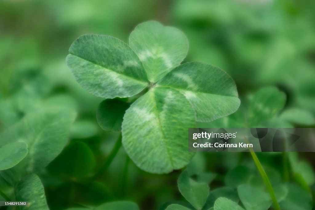 Four-leaf clover (Trifolium repens)
