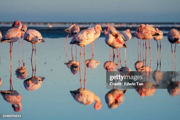 rosa flamingos an einem sonnigen strand in walvis bay, namibia, afrika mit reflexion. - walvis bay stock-fotos und bilder