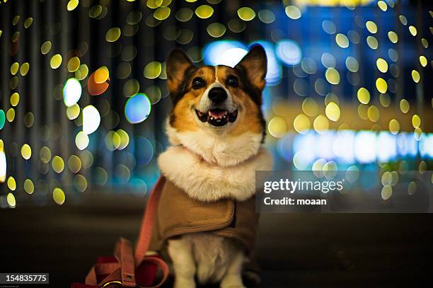 looking forward to tomorrow - dog coat stock pictures, royalty-free photos & images