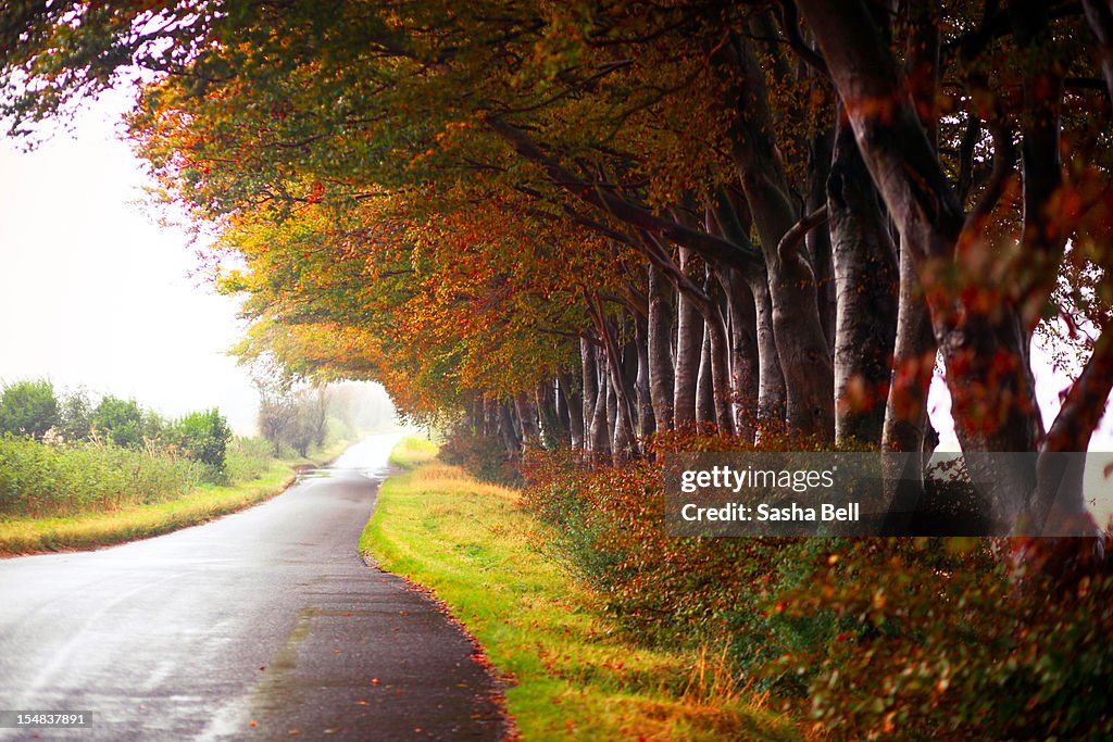 Autumn avenue of trees along side country road