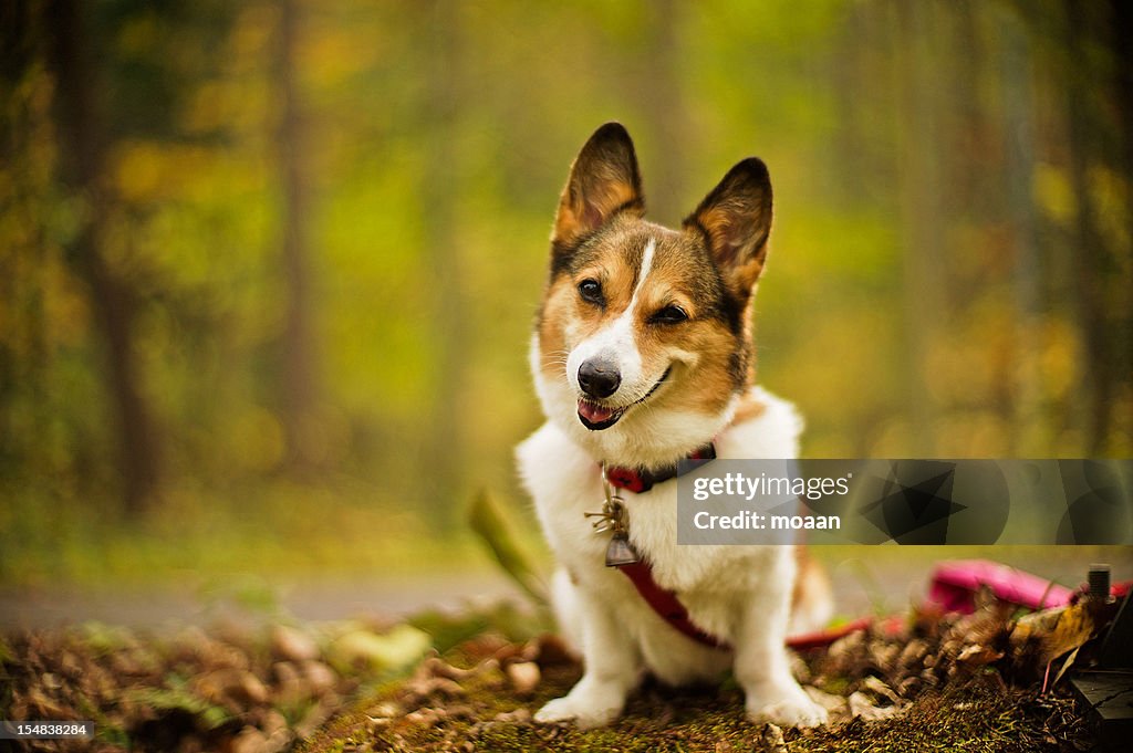 A Smile in the Forest