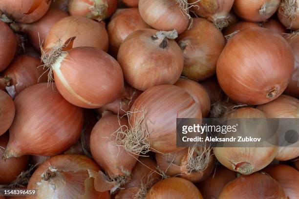 fresh onions on the table in the store, close-up. vitamin seasoning for a healthy diet. a spicy food ingredient. a slide, a bunch of onions. market tent, retail and wholesale. trading place, market. agricultural products. farmer's market. - cebolla fotografías e imágenes de stock