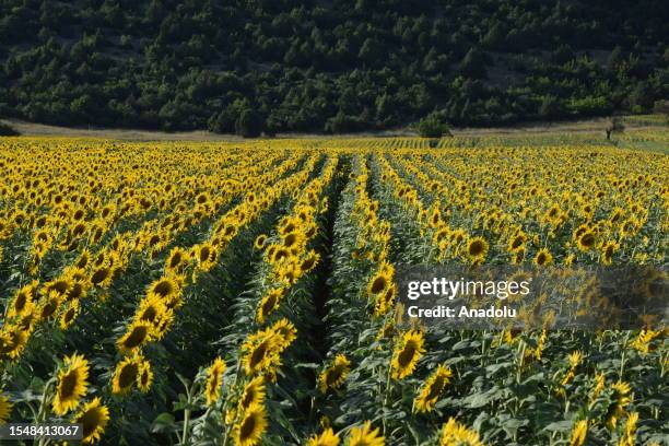 Sunflower fields are seen in Golpazari district of Bilecik, Turkiye on July 23, 2023. Bilecik is one of Turkiye's sunflower seed production centers,...