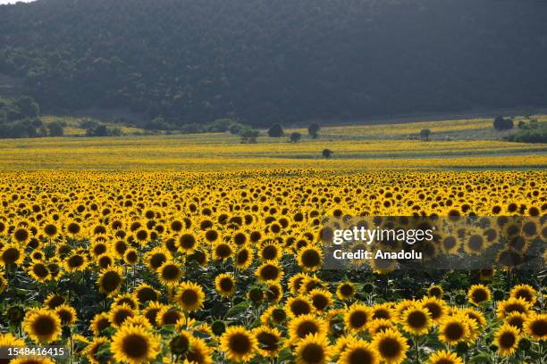 Sunflower fields are seen in Golpazari district of Bilecik, Turkiye on July 23, 2023. Bilecik is one of Turkiye's sunflower seed production centers,...