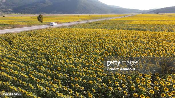 Sunflower fields are seen in Golpazari district of Bilecik, Turkiye on July 23, 2023. Bilecik is one of Turkiye's sunflower seed production centers,...