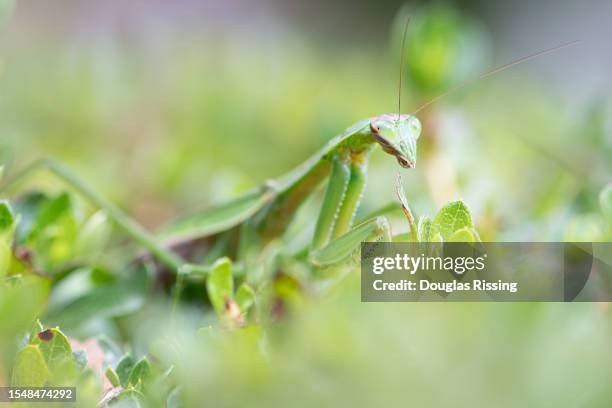 praying mantis - camouflage stock pictures, royalty-free photos & images