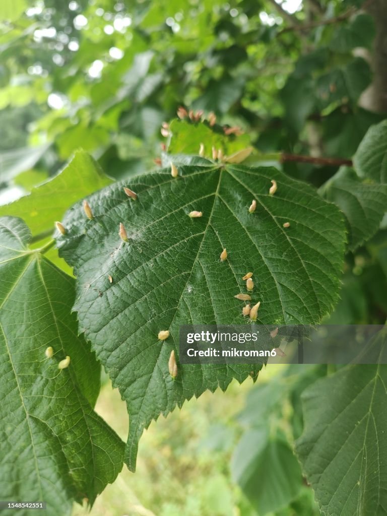Bugle Surface Math Eriophyes Tiliae Is A Mite That Forms The Lime Nail Gall Or Bugle Gall ...