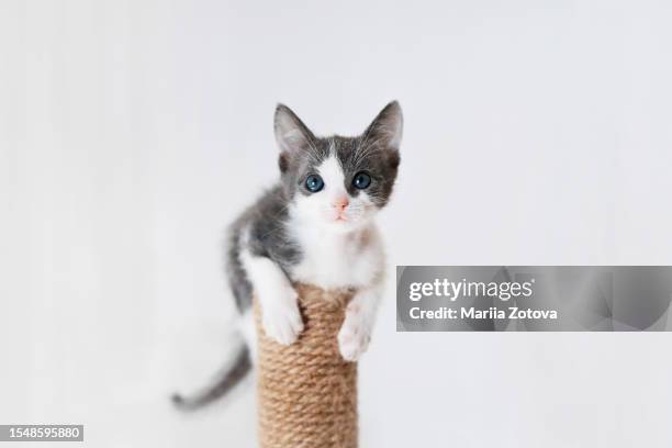 funny smooth-haired trained kitten playing sitting on a scratching post on a white background - sibirisk katt bildbanksfoton och bilder