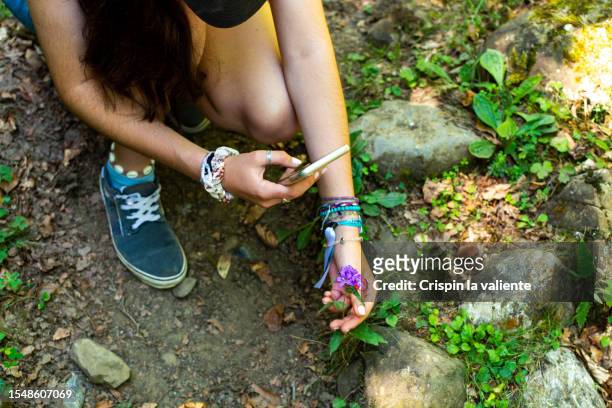 young woman taking a picture of a flower with her smartphone, identification app - wildnisgebiets name stock-fotos und bilder